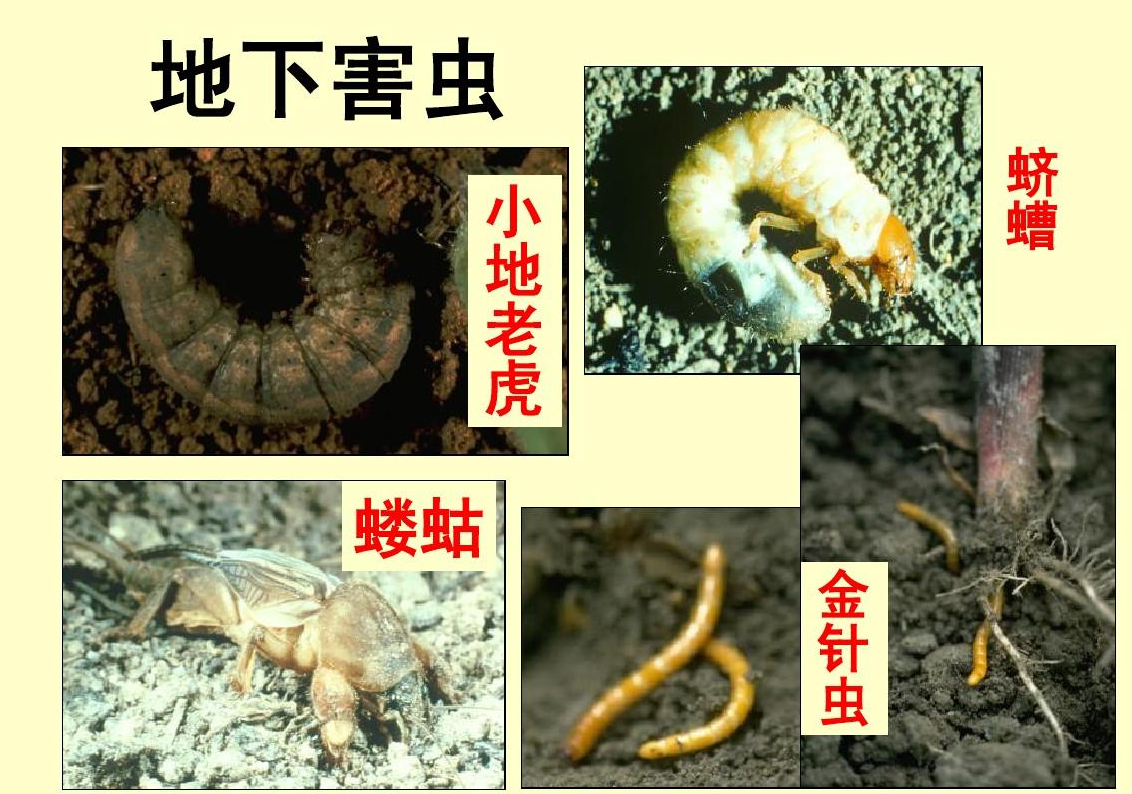 怎么预防地下害虫的发生？红尾鸟农业知识分享！