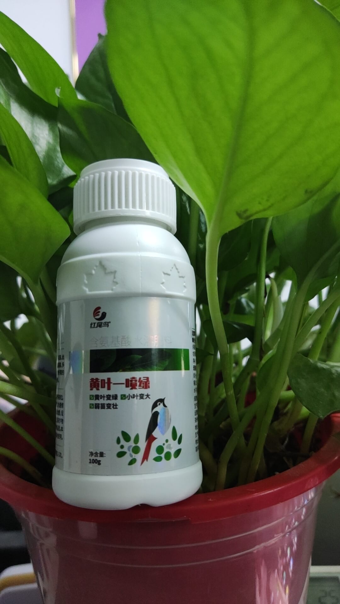 黄叶一喷绿